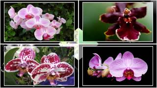 ProShow Producer 6 Style Download