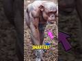 5 Animals That Are Secretly Geniuses (Do Not Mess With #1) #facts #animals  #shorts  #viral #fyp