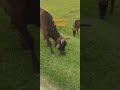 Cows at Golden Hour