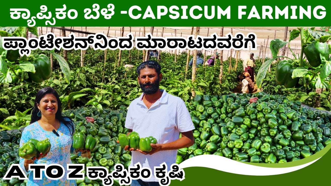 ಪ್ಲಾಂಟೇಶನ್‌ನಿಂದ ಮಾರಾಟದವರೆಗೆ I ಕ್ಯಾಪ್ಸಿಕಂ ಕೃಷಿ I CAPSICUM FARMING IN KANNADA I ದಪ್ಪ ಮೆಣಸಿನಕಾಯಿ ಕೃಷಿ