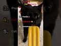 Raking Cats being Cats