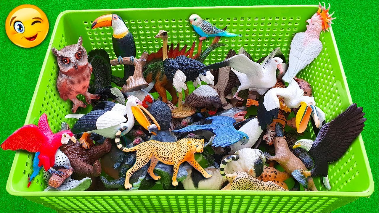Mainan Burung Lucu  Mengenal nama  Hewan  dan Suaranya 