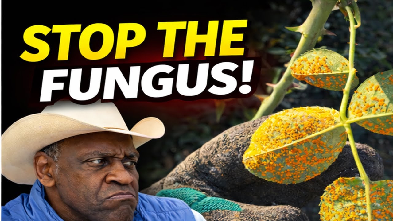 Ржавчина на розах — это НЕ вирус. Вот профессиональное биологическое решение.