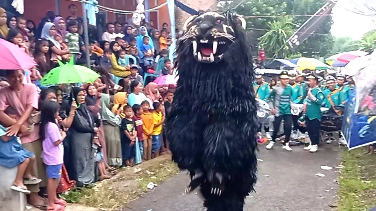 ini Seru!! MACAN BA LAKEK diiringi DRUMBAND ba lakek atraksi salto dan aduan sapi sapian ba lakek