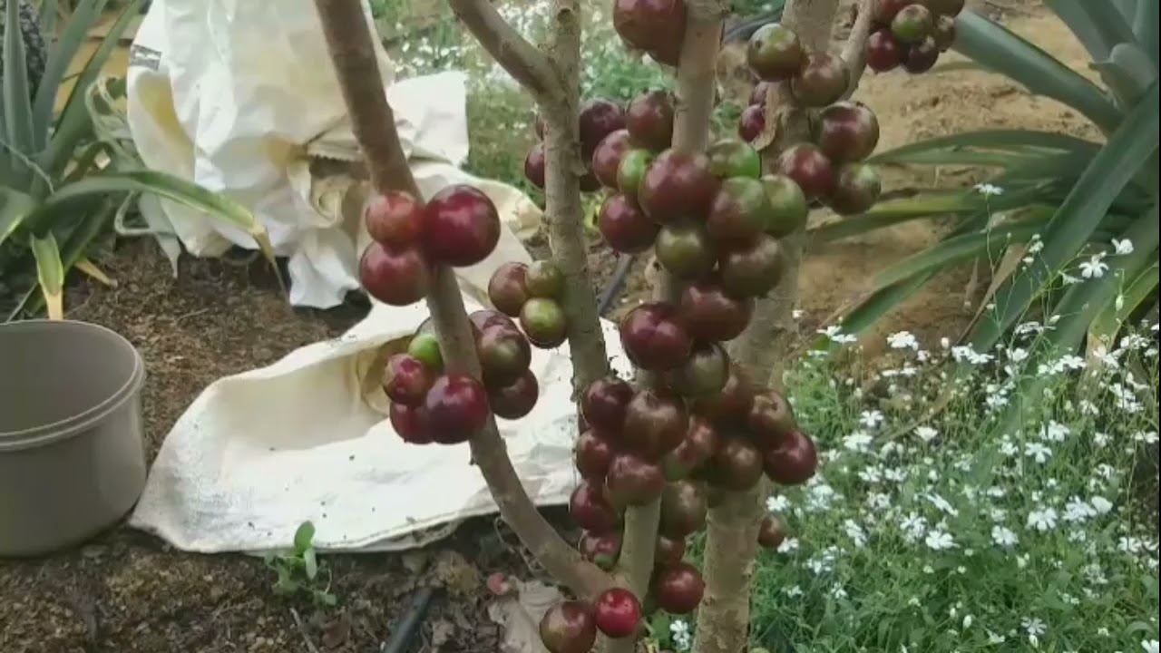 JABUTICABA ESCARLATE( COLHEITA)