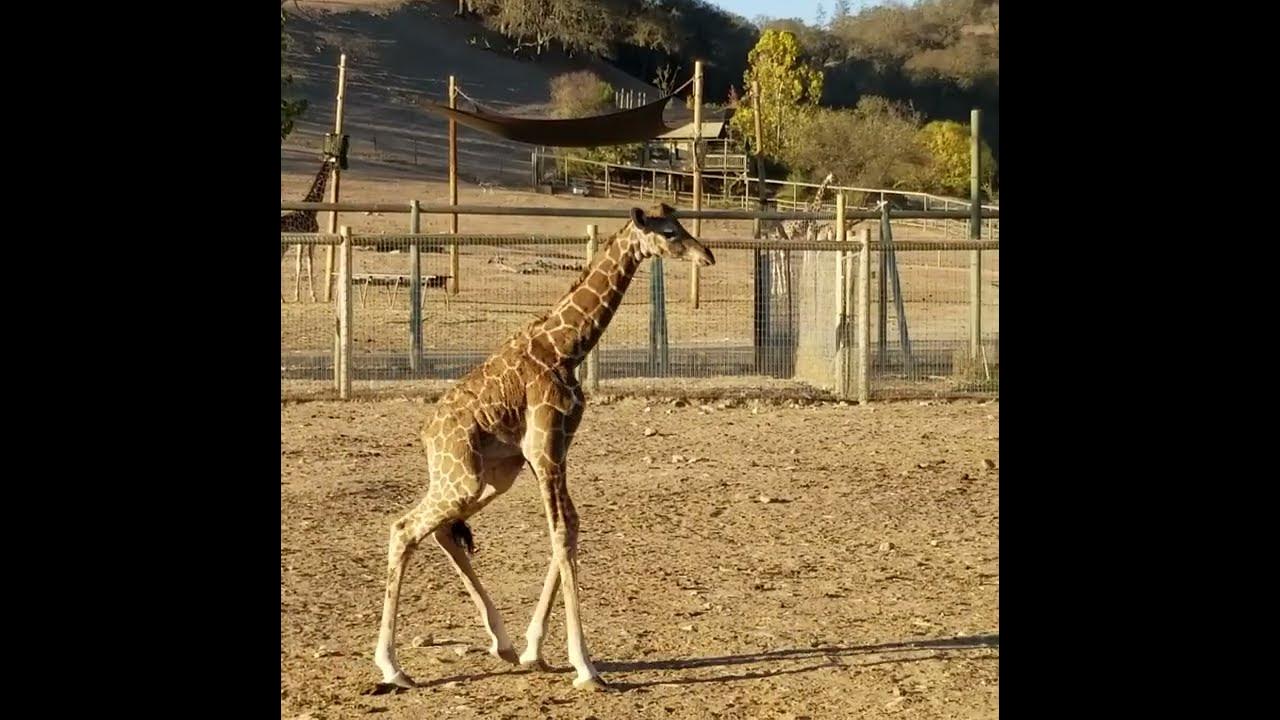 Grace the Giraffe Birth - YouTube