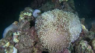 Night dive in PNG! Octopus, crabs, and diver gets inked by a cuttlefish. Diving April 2025