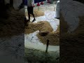 Booding Tyare #New Batch 0 Days To 40 Days Manegment #farming #freerangechickens #trending#trending