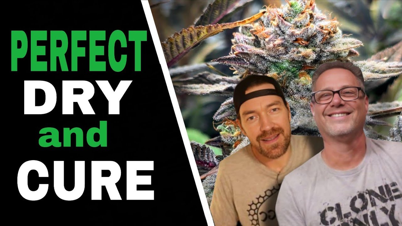 Используйте ЭТИ приемы, чтобы каждый раз получать идеальные соцветия