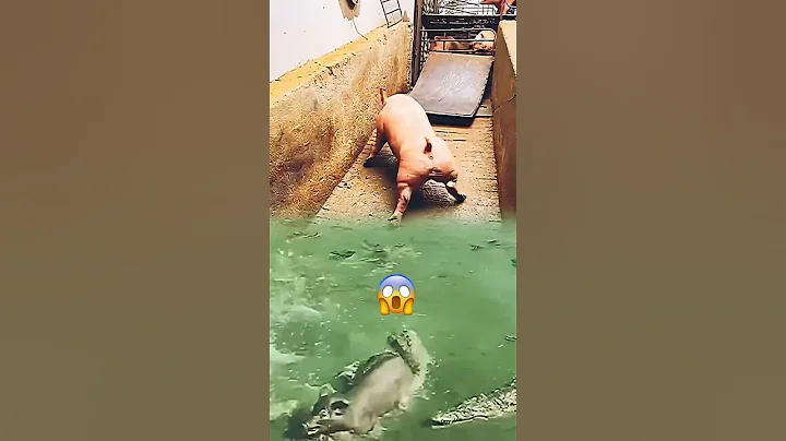 Pig and Crocodiles Together - Credits: Unknown 🎥 - DayDayNews