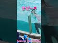 ラビー攻撃最高!! #Shorts #鴨川シーワールド #シャチ #kamogawaseaworld #orca #killerwhale