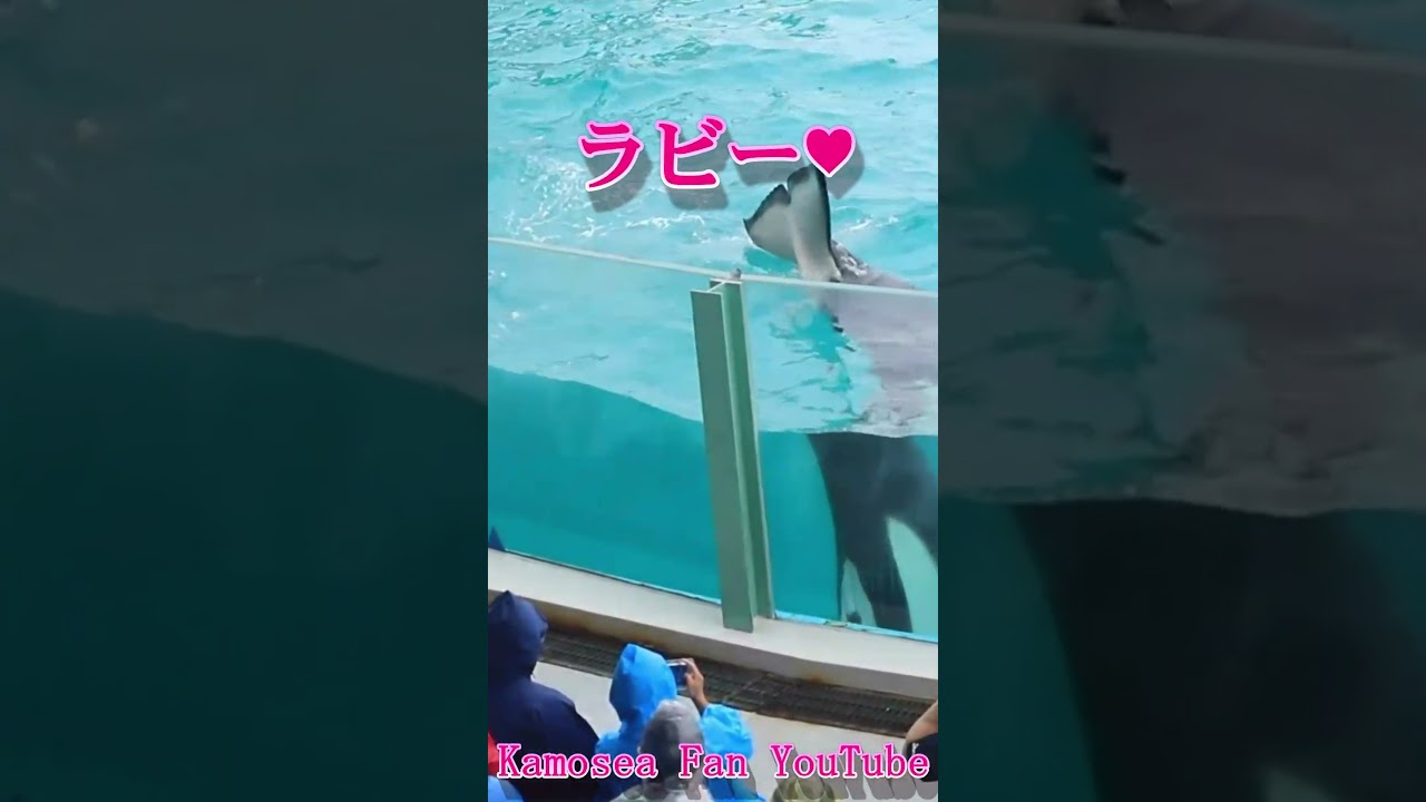 ラビー攻撃最高!! #Shorts #鴨川シーワールド #シャチ #kamogawaseaworld #orca #killerwhale