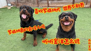 喜欢罗威纳犬想养不敢养罗威纳真的会要人吗听听金洋怎么说