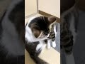 流行っているのでやってみました😸#猫とゲームとおやじ #ねこのいる生活 #ねこのいる暮らし #もとのらねこ #猫 #cat