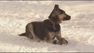 История о собаке по имени Дружок завершилась счастливым концом