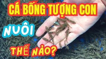 Chăm Sóc Cá Bống Tượng Con Dễ Dàng Trong 30 Ngày!