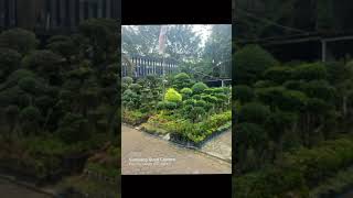 bonsai taman.. #bonsai #garden #bonsaitree #fotografia #nature