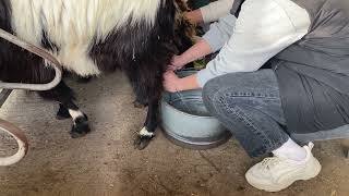 Άρμεγμα με το χέρι 