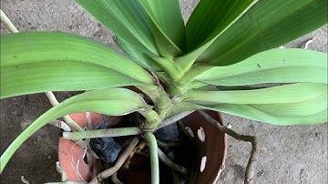 Cách Thay Giá Thể Nghinh Xuân, Ngọc Điểm, Đại Châu. Thay Giá Thể Phong Lan Chuẩn Khoa Học.