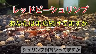 レッドビーシュリンプ。リビングに水槽を置いて飼育してます