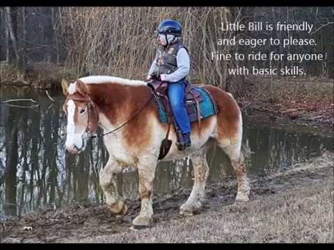 Sold Little Bill 16 1h 16yr Belgium Draft Horse Gelding Rides And Drives Youtube