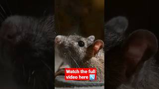 How To Get Rid Of Rodents (Mice & Rodents) With Tea Tree Oil #pestcontrol