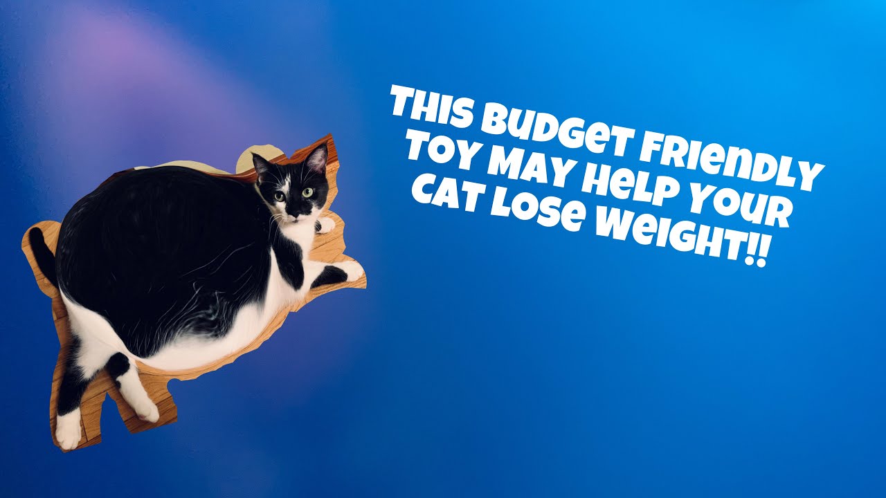 Make your cat lose weight~~Slim Cat Feederball by Petsafe Review 