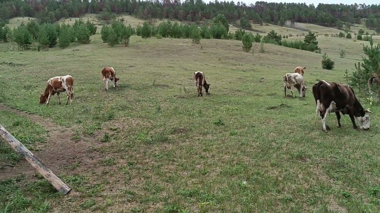 Дело было летом...)