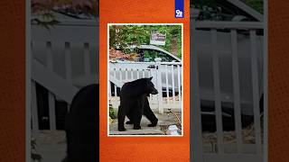 Bears Spotted In Dc, Arlington Neighborhoods