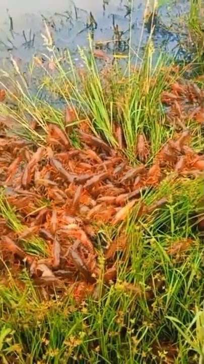 Banyak Udang Naik Ke Darat #viral #aneh #fyp