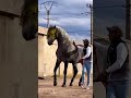 و الخيل ان تراها أرهقت سيثور منها من يكون أصيلا خيل اكسبلور Horse 