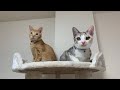 【子猫】キャットタワーを購入しました！【保護猫】