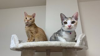 【子猫】キャットタワーを購入しました！【保護猫】