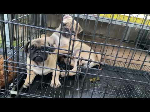 Video Cặp chó pug lùn giá rẻ - youtube
