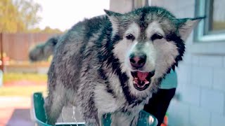 Is Giant Dog's Growling Aggression Or Communication? He Gets Even With Owner For Bathing Him #husky