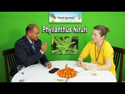 Video: Phyllanthus Niruri: Faedah, Kesan Sampingan, Dan Banyak Lagi