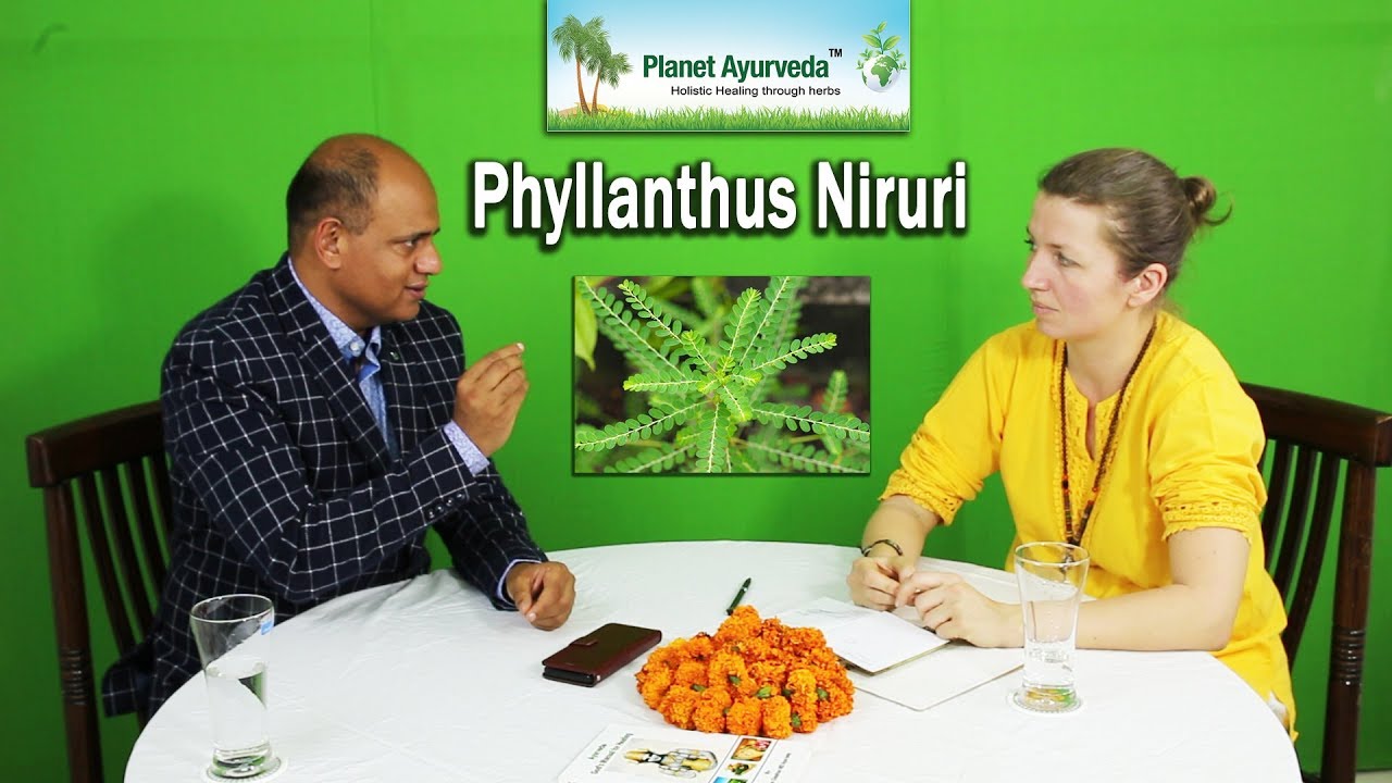 Watch Video How useful is Phyllanthus niruri in Treating viral infections?