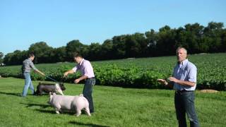 Training Show Pigs