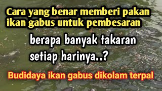 Cara yang benar memberi pakan ikan gabus untuk pembesaran || Budidaya ikan gabus