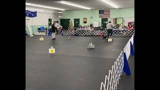 Rizzo - AKC Rally Novice B - Score of 100 & 98
