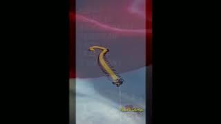 Story WA Layangan Naga Indonesia cepatlah sembuh
