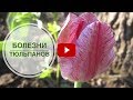 Болезни тюльпанов 🌺 Пестролепестность 🌺 Советы hitsadTV