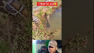 snake video #kingcobra #snakerescue #snake #viral #animal #wildlife