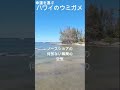 【ハワイのウミガメ】 幸せを運んでくれるよ #ハワイ #インスタ映え #ハワイウミガメ #ハワイインスタ映え #Shorts #ハワイコーディネーター #Ejmoriguchi
