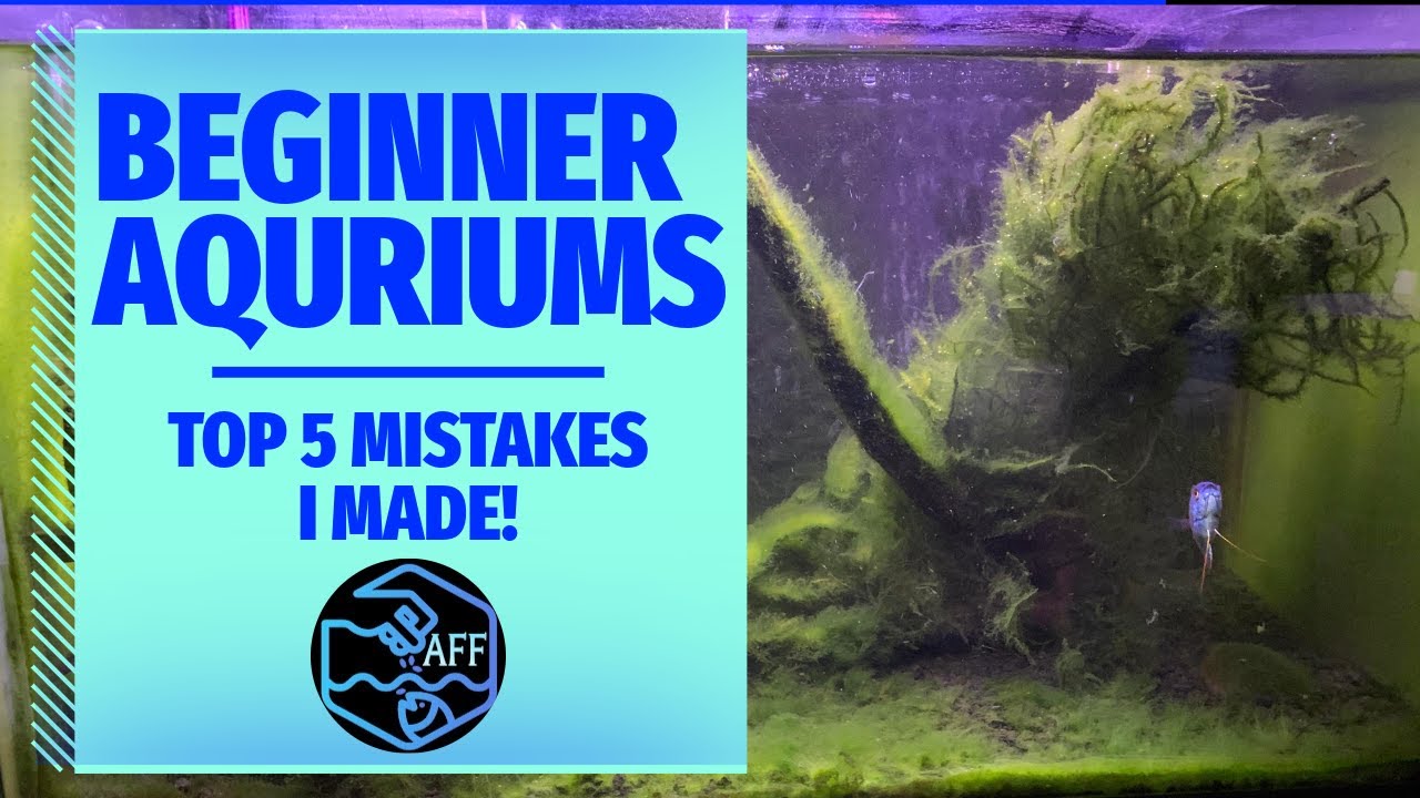 Visual Reference: My Top 5 Beginner Aquarium Mistakes