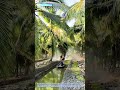 Pest Control on Water: Spraying Pesticides on Coconut Trees