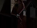 On the plane to Canada! 🇨🇦 October 2024 #showjumping #horsetransport