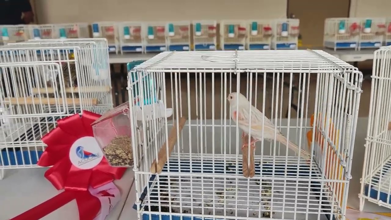 Os Segredos dos Canários Campeões de Canto