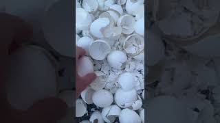 Celebrity Cracking eggshells #asmr #satisfying #eggs Net Worth