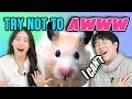 Koreans do the Try Not to Aww Challenge!! _ Cute MEME Compilation